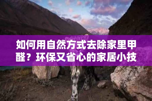 如何用自然方式去除家里甲醛?环保又省心的家居小技巧 如何用自然方式去除家里甲醛?环保又省心的家居小技巧