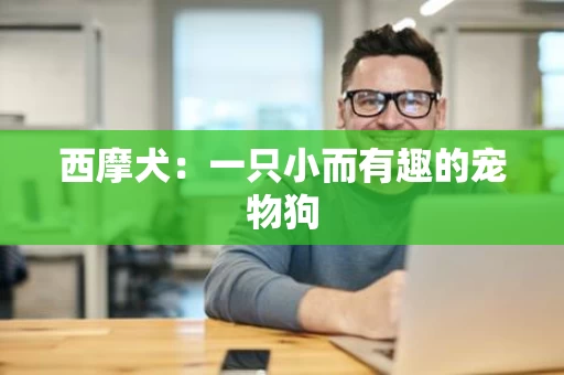 西摩犬:一只小而有趣的宠物狗 西摩犬:一只小而有趣的宠物狗
