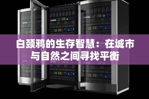 白颈鸦的生存智慧:在城市与自然之间寻找平衡 白颈鸦的生存智慧:在城市与自然之间寻找平衡
