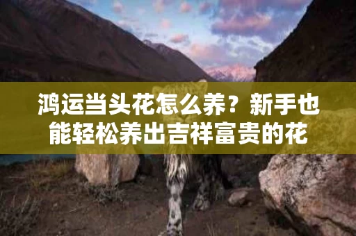 鸿运当头花怎么养？新手也能轻松养出吉祥富贵的花