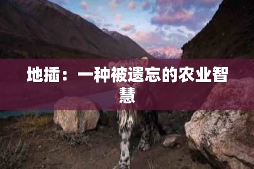 地插：一种被遗忘的农业智慧