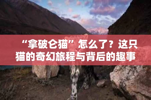 “拿破仑猫”怎么了?这只猫的奇幻旅程与背后的趣事 “拿破仑猫”怎么了?这只猫的奇幻旅程与背后的趣事